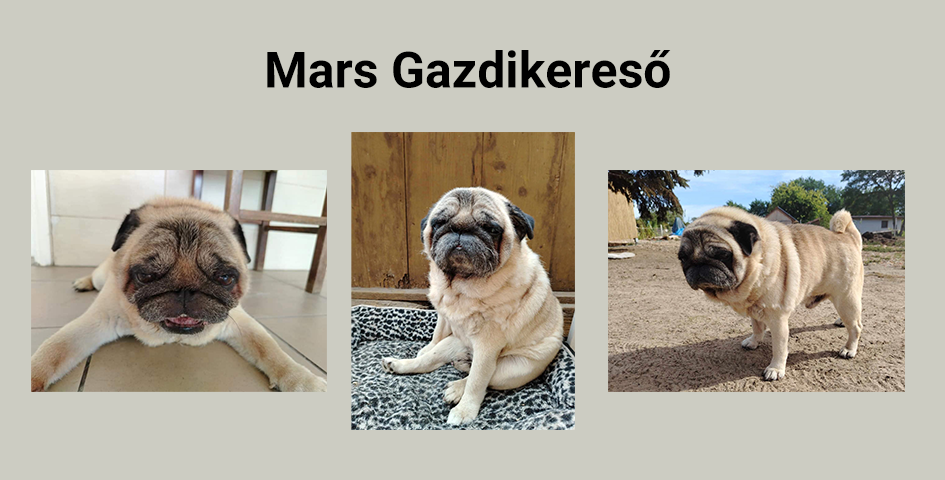 Mars – Gazdikereső
